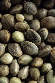 Chenevis : graine de chanvre