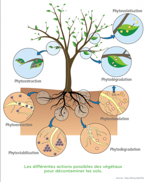Phytoremediation.png